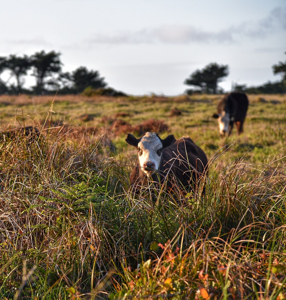 cows grazing on the lands