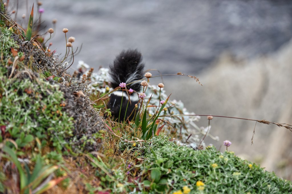 skunk and wildlfowers on the trail