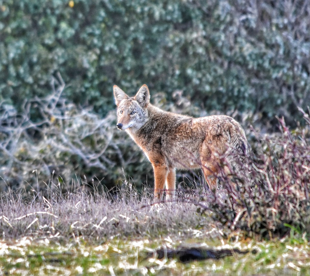 coyote roaming the coastal praire