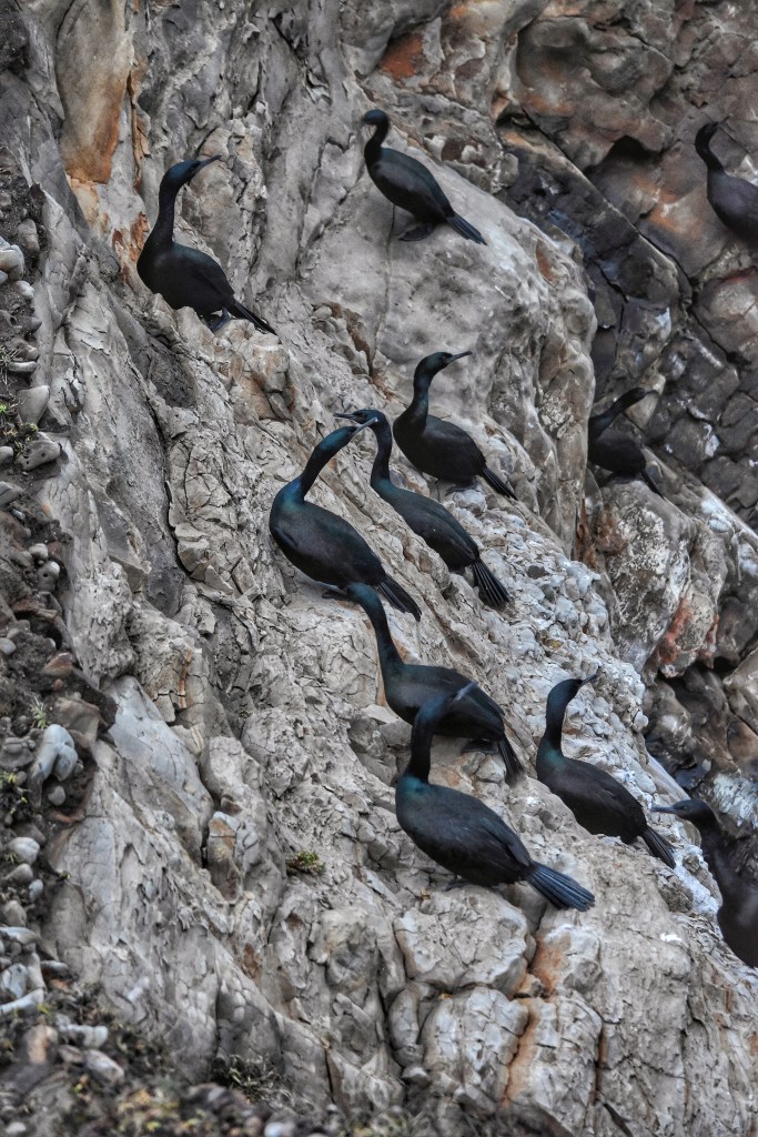 pelagic cormorants nesting on the cliffs