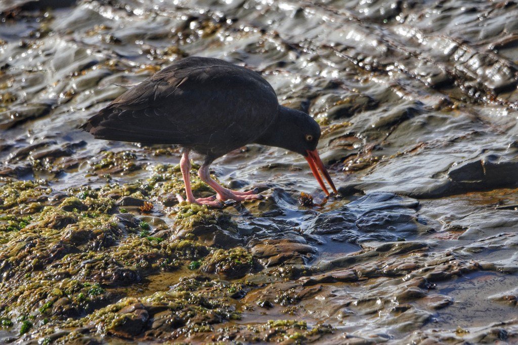 Black oystercatcher looking for food