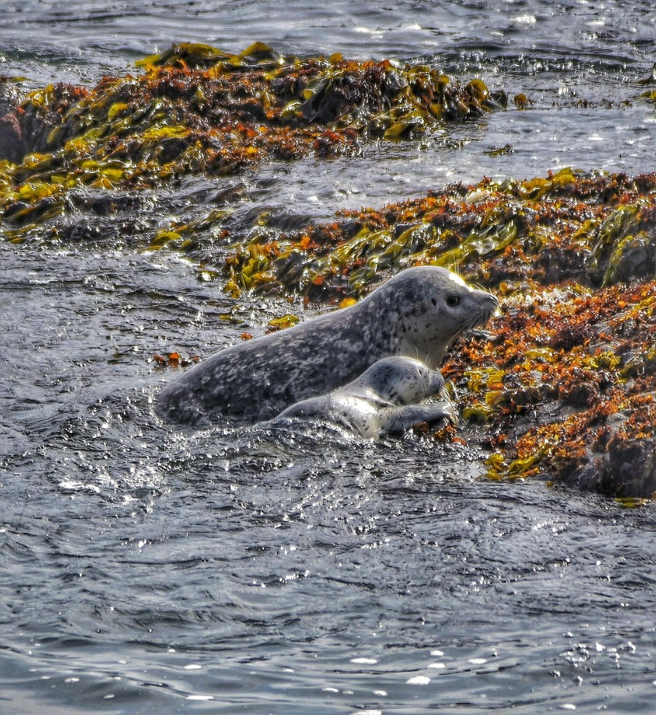 adult harbor seal with pup