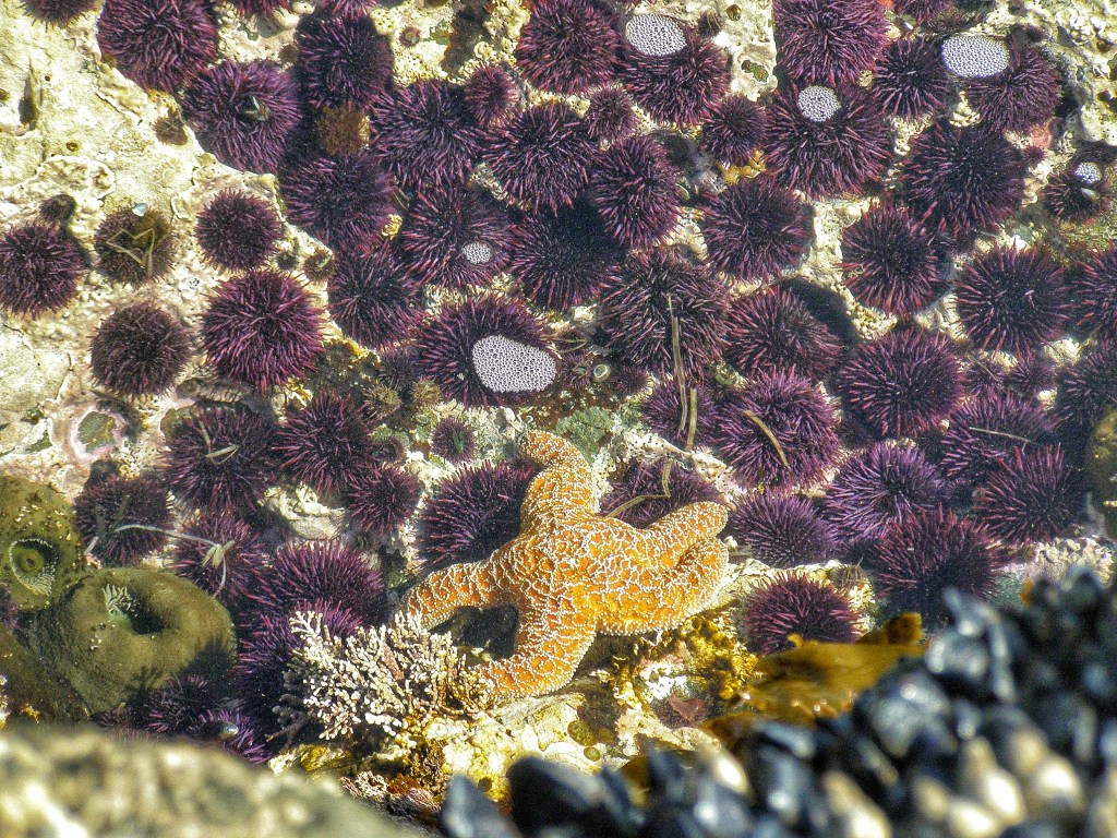 sea star surrounded by purple urchins